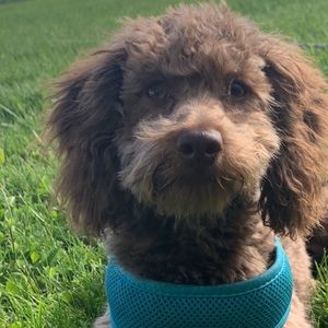 Meet your Posher, Joanne